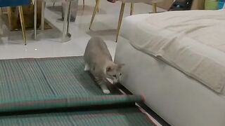 Cat Reign of Terror