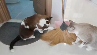 Cats vs Lizard in Kitchen