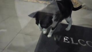 Cat vs Mouse - Full Version