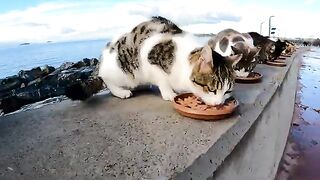 What happens when hundreds of cats see their best friend?