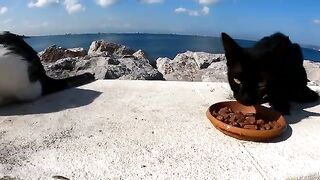 The Incredible Bond Between One Person and Thousands of Cats