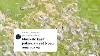 Kalau ngasih makan lele jam 6 pagi boleh atau tidak