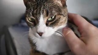 Cute Little CatLoaf Wants Scritches!