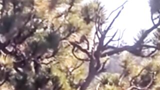 Bald Eagle Sandy Condition After Nest Fall