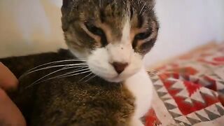 The Purring Way is the Only Way!