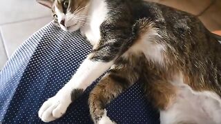 "This is my Belly! No Traps!"