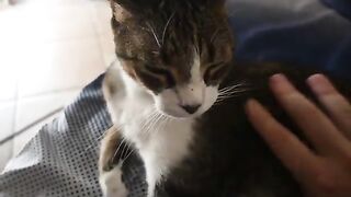 Heliana's Motor Purring