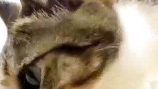 Funny Dogs and Funny Cats #cat #dog #funnydogs #funnycats #cutedogs #cute #cutecats 3