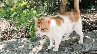 When Ollie the stray cat saw us, he started purring very loudly, incessantly