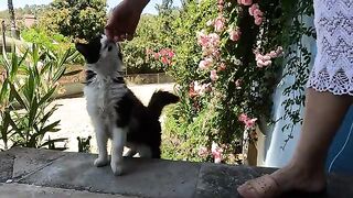 This cute stray cat loses herself whenever you pet her