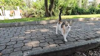 Calico cat suddenly attacked the other cat when he approached us