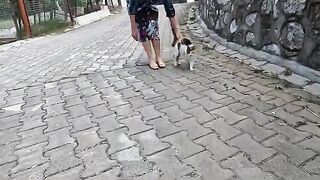 Three stray cats that constantly rub against each other, meow in the same way