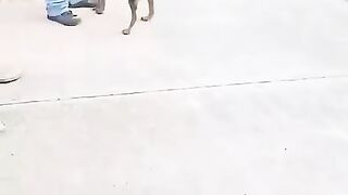 Only in America! Hilarious USA Animal Moments