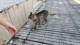 Tabby cat in front of the supermarket was very cute and friendly