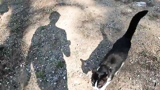 Stray Cat I've Known for 5 Years Has The Cutest Way Of Asking For Affection