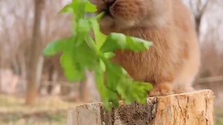 Bunny vs. Dragon Fruit: The Most Satisfying Crunch Ever..!