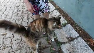 What could be better than starting the day with a heartwarming welcome from a stray cat