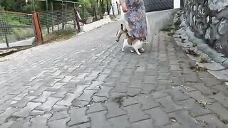She's the most talkative, fidgetiest stray cat I've ever met!