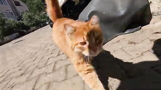 Two stray cats greet each other as if giving a kiss