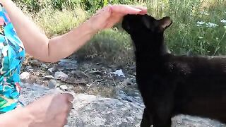 This Stray Cat Always Greets Me With Pure Happiness