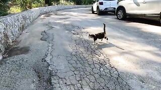 Some cats express their affection with bites