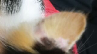 Kucing 36