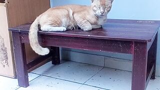 Kucing 37