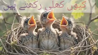 ننھے پرندے اپنی چونچ ہر وقت کیوں کھلی رکھتے ہیں؟