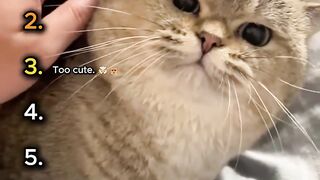 Cutest Cat Reactions Ranked 😻