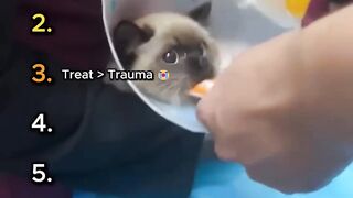 Top 6 Hilarious Cat Reactions at the Vet! 😂