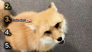 These Foxes Are Way Too Dramatic 😭🦊