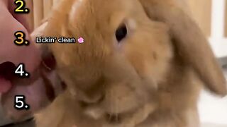 Cutest Rabbit Moments Ranked! 🐰✨