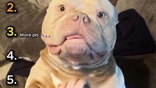 Funniest Dogs Who Refuse to Stop Cuddling 🐾💖