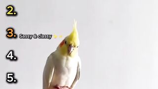 Cockatiels Being Silly & Adorable 🐦😂
