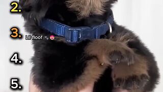 Funny & Cute Rottweiler Puppies Compilation 😂🐾