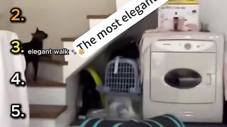 Cats vs Stairs Chaos Ranked! 🐾😂