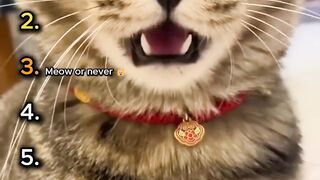Owners vs Cats: Who Reacts Better 😹