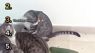 Top 6 Funniest Cats vs Cucumber Moments 🥒😂