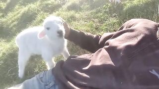 Cute Lamb Needs Attention.mp4