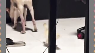 Kumpulan video lucu 8
