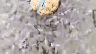 Bibis ini ke pakan dijamin larva lele cepat besar