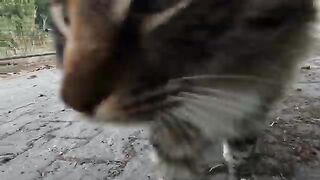 Mimi the stray cat started meowing loudly when she saw us