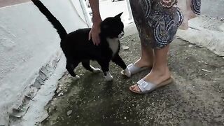 This cute stray cat likes bumping his head against my camera