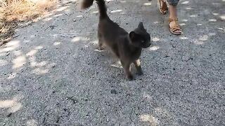 Maisy the stray cat and her friend with a interesting meow are so cute