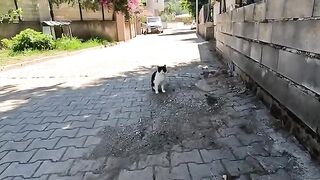 This cute stray cat knows exactly how to ask a human for food
