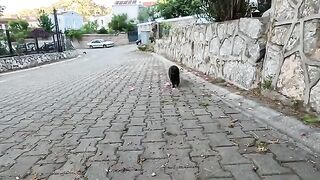 I Met the Cutest, Most Friendly Stray Cat Ever!