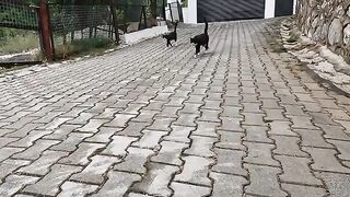 Two stray cats are begging for food with their unique meows
