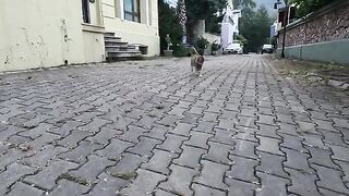 Mimi the stray cat came running towards us with her unique meows
