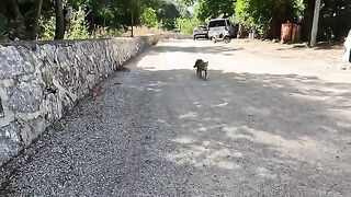 Stray cat who meows very loudly and his friends are asking for food 2