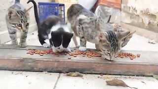 My kittens are so cute.